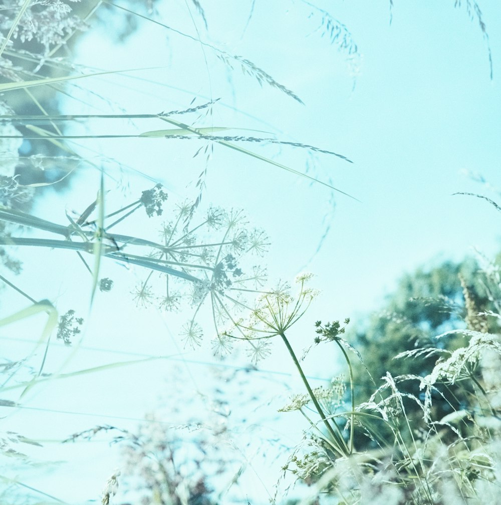 close view of dandelions