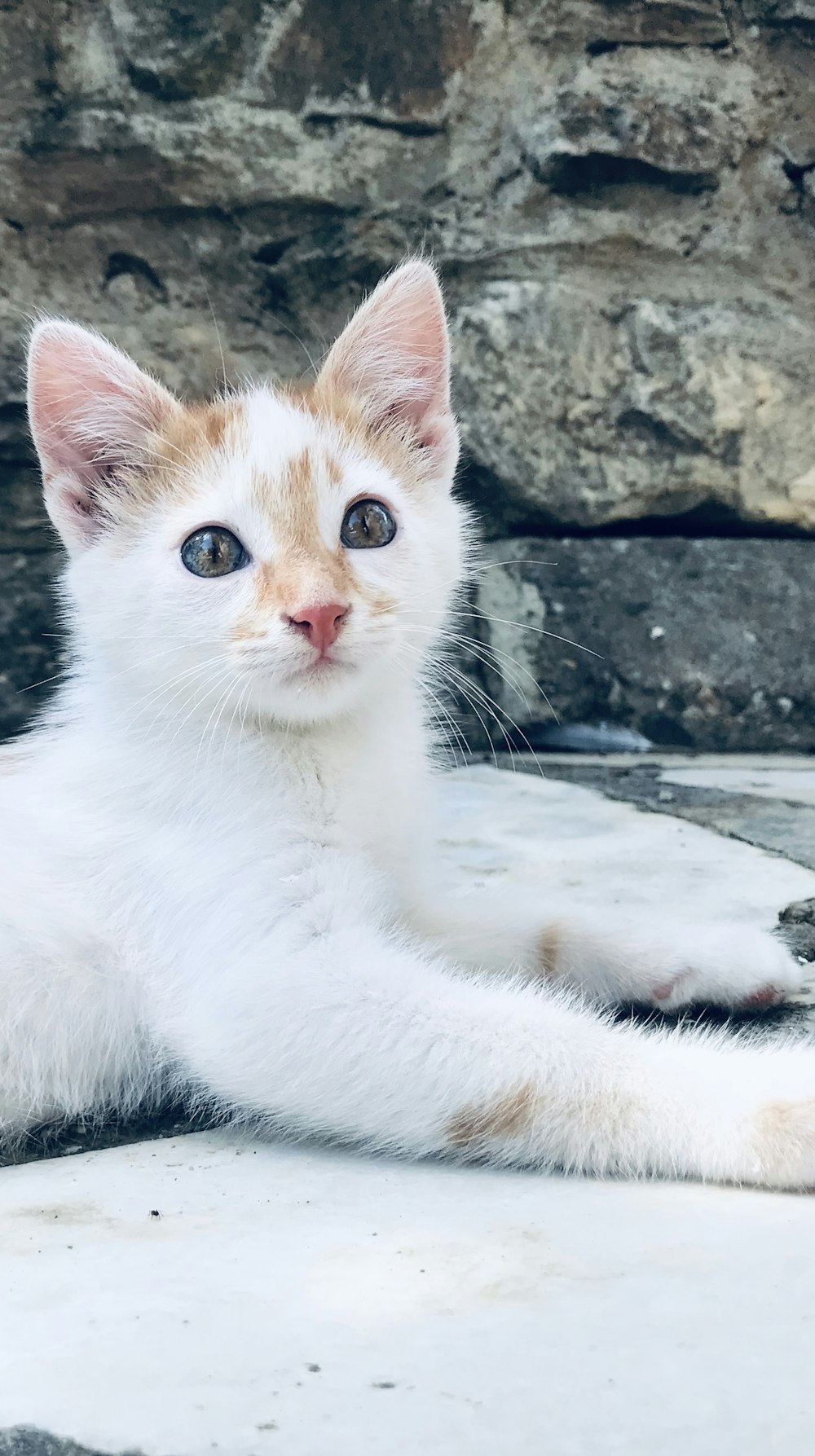 orange tabby kitten