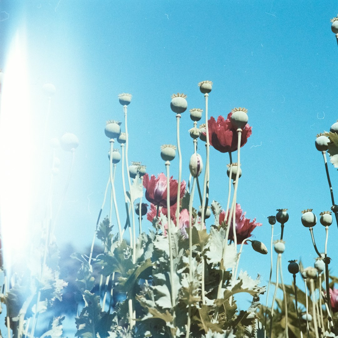 red petaled flowers