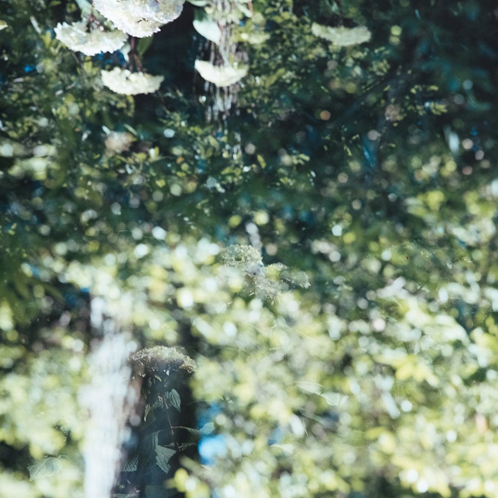 a reflection of a tree in a mirror