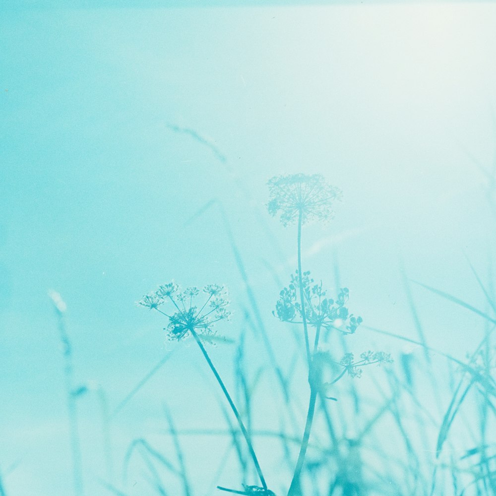 green tinged picture of dandelions at sunlight