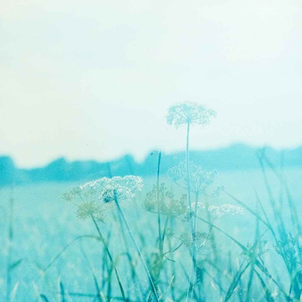 dandelions at daytime