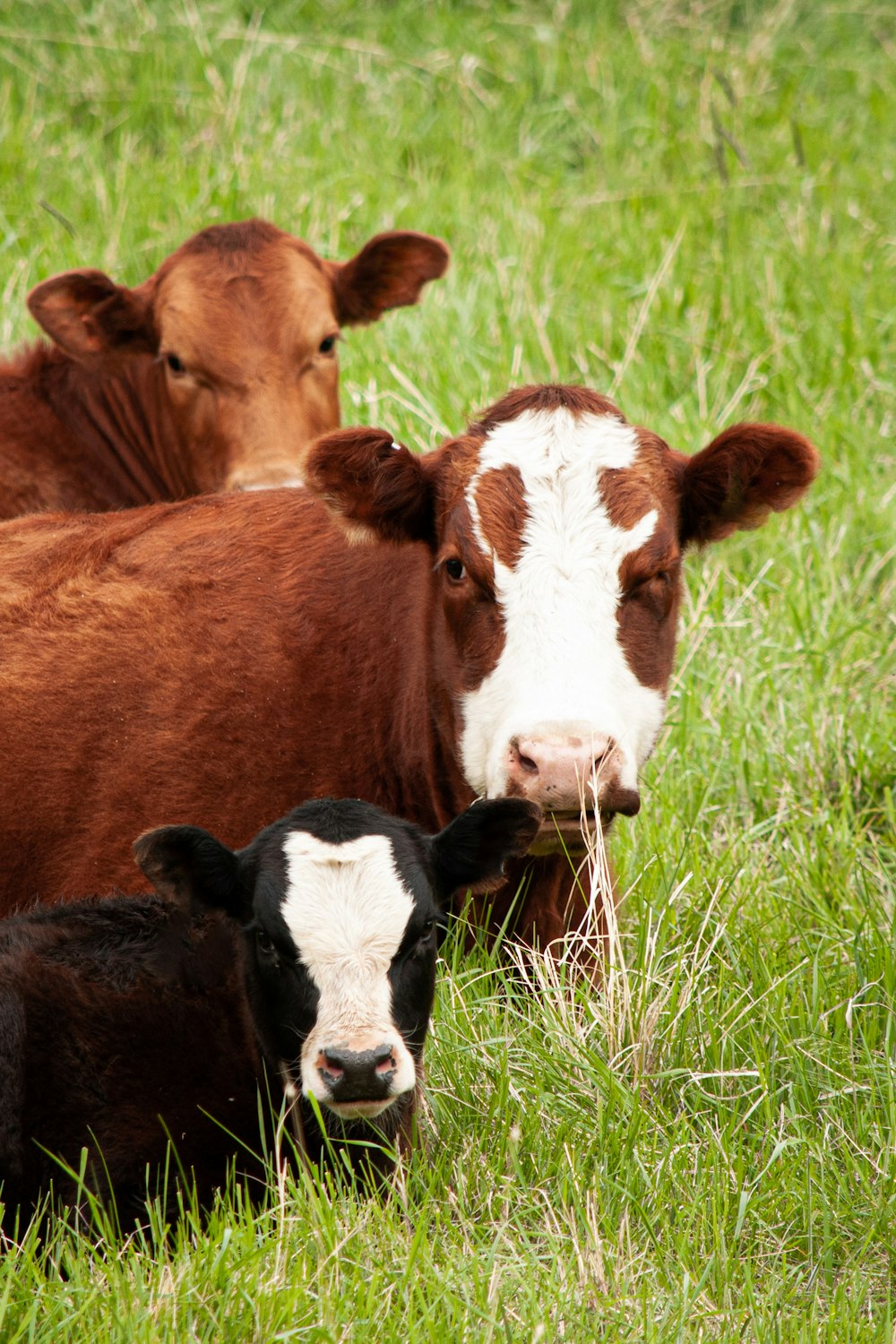three brown and black cattle on grass field
