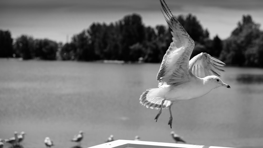 grayscale photography of seagull