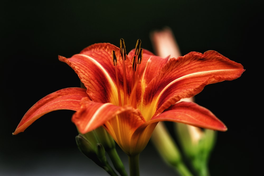 orange flower