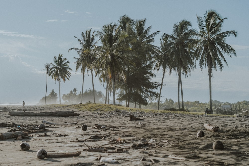 coconut trees under blue sky