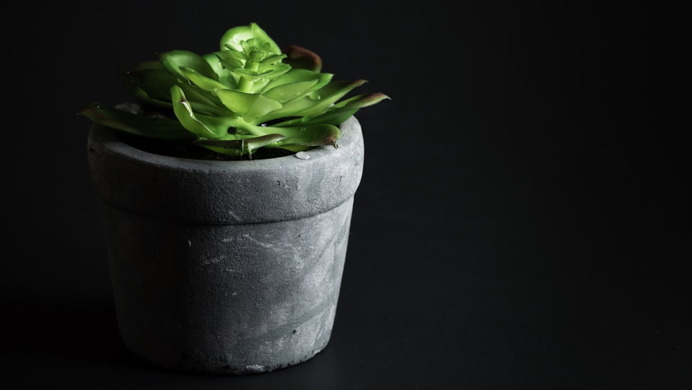 green succulent plant in dark surface