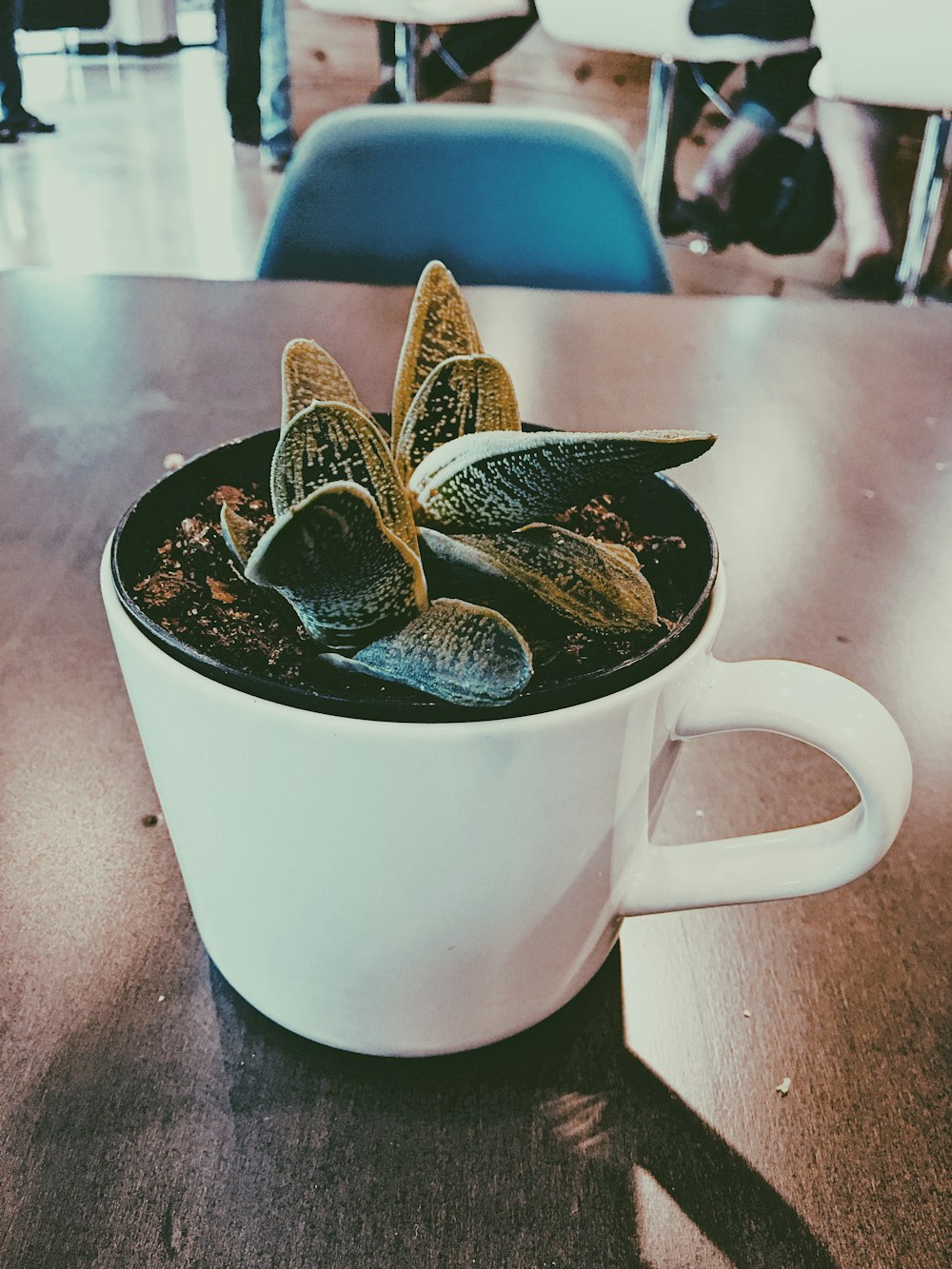 green succulent plant in white ceramic mug