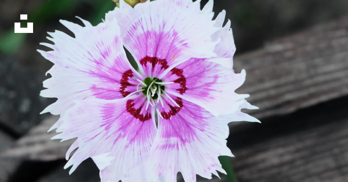 Fleur violette, rouge et rose photo – Photo Fleur Gratuite sur Unsplash