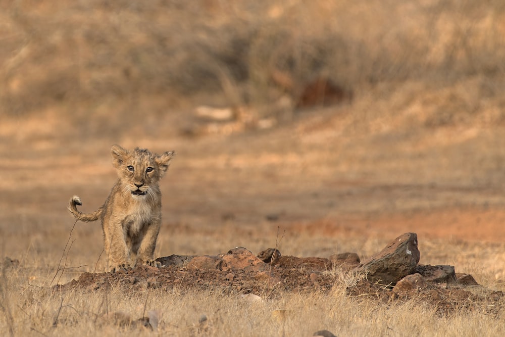 cub on grass field