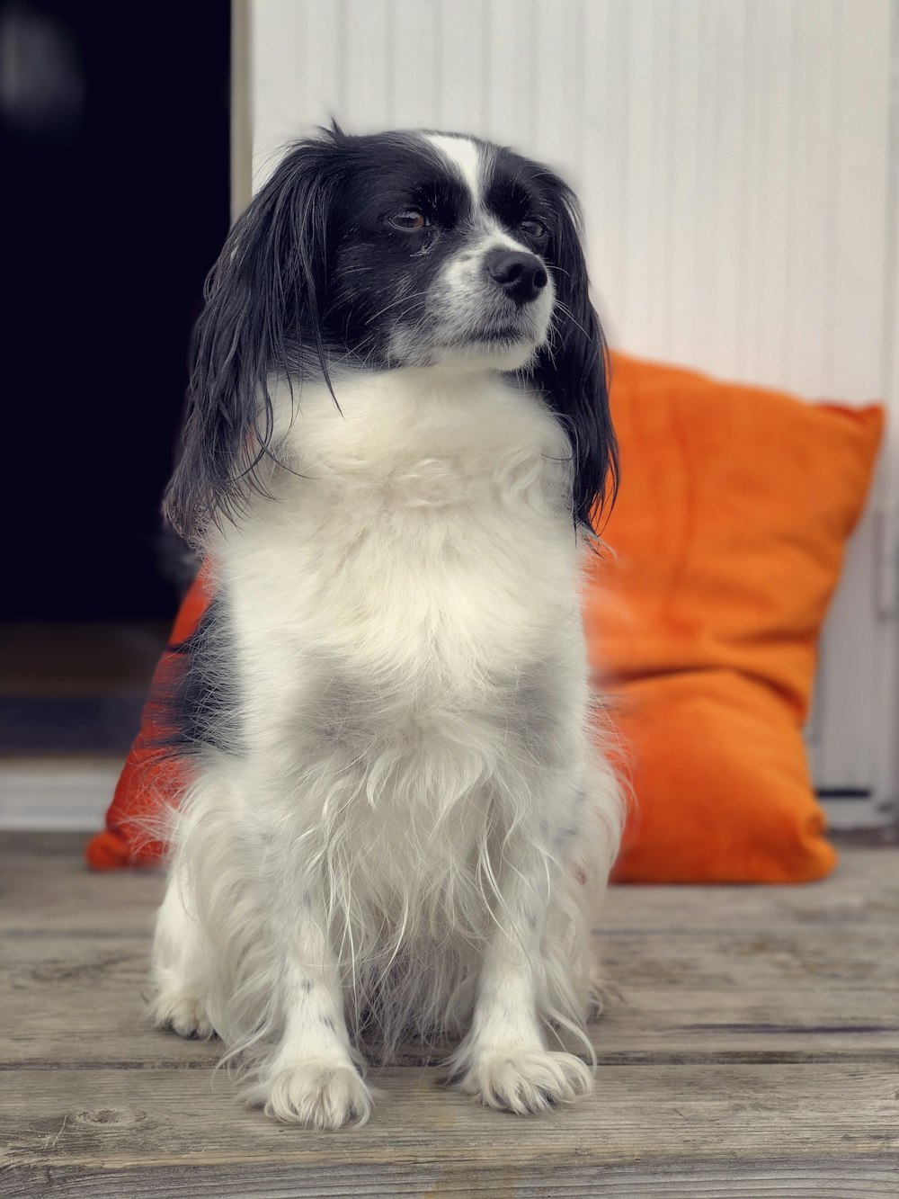 long-coated black and white dog on focus photography