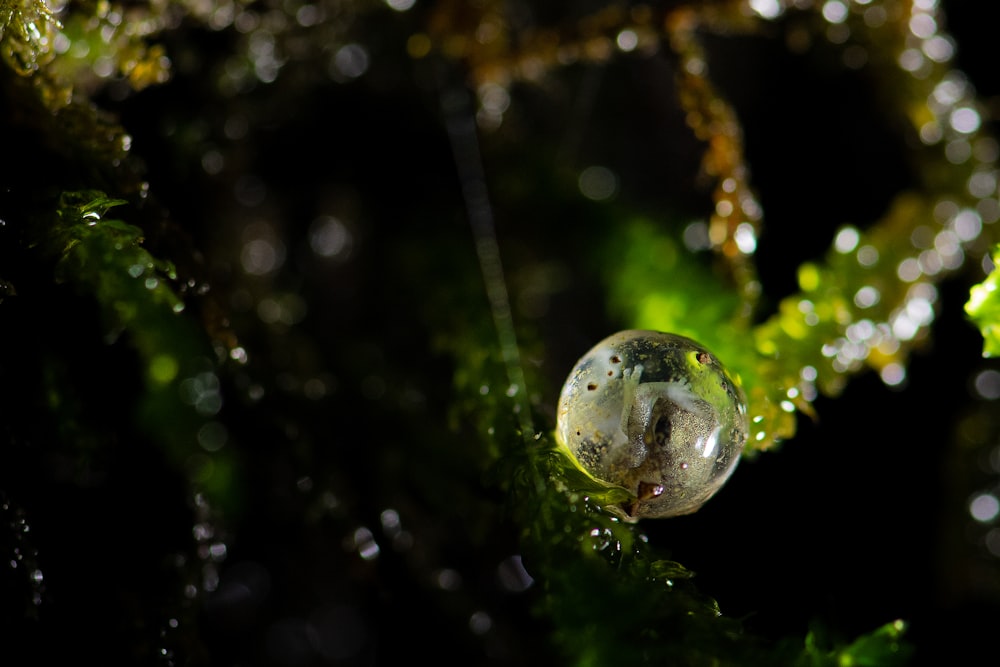 water dew on leaf