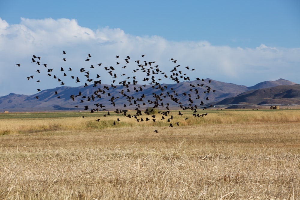 Volée d’oiseaux au-dessus d’une rizière