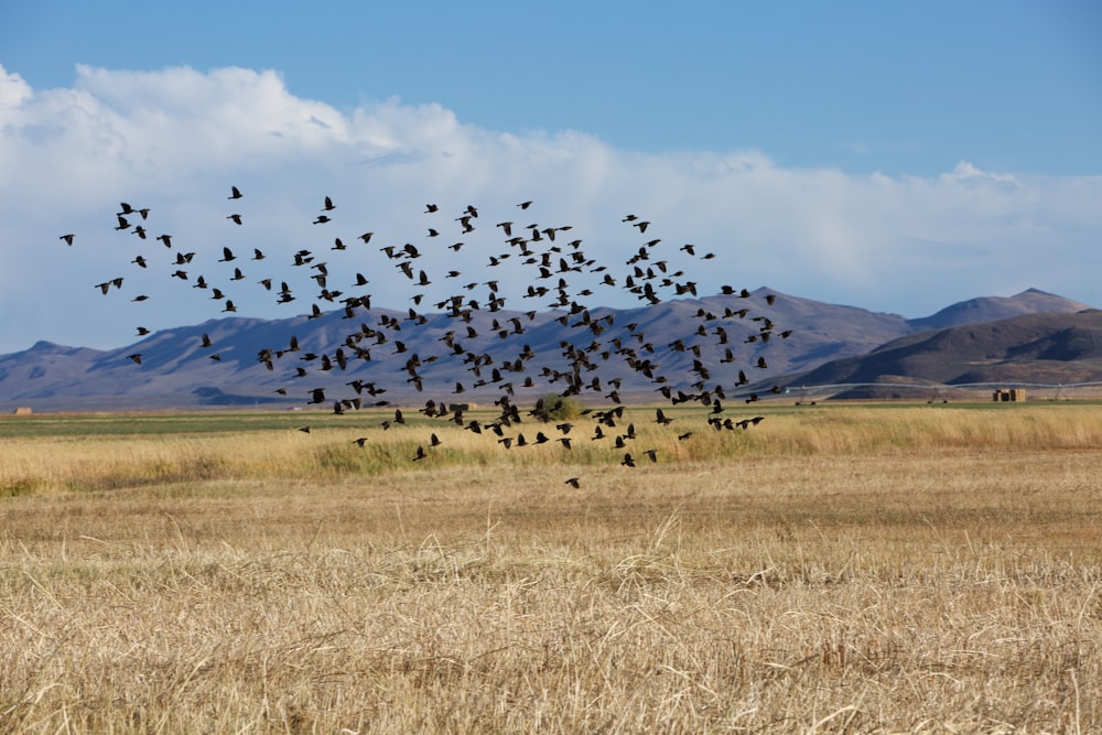 flock of birds above rice field