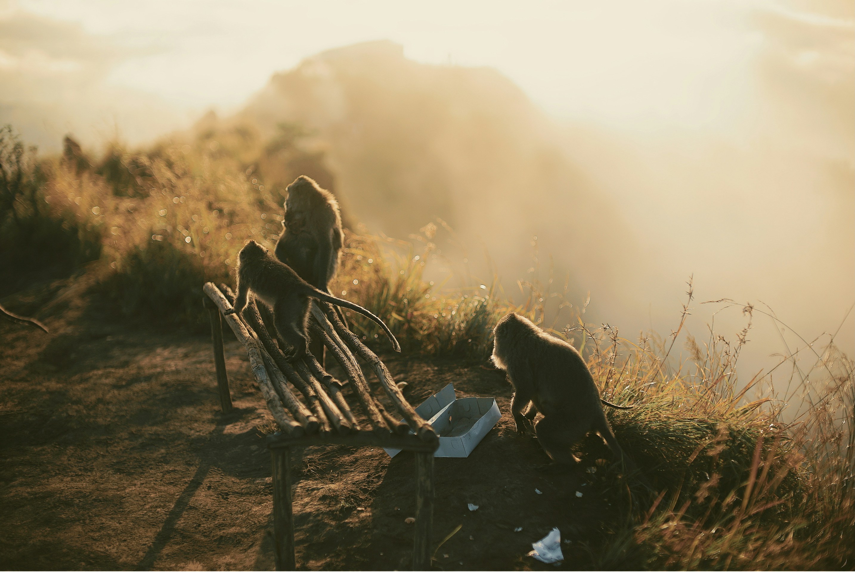 Photo by karl_janisse