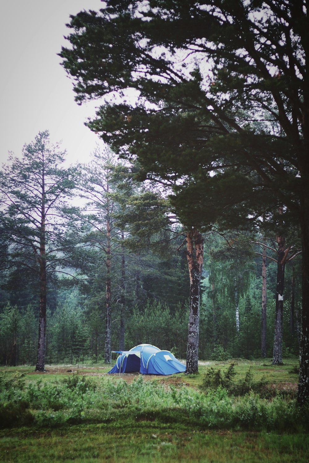 blue camping tent on green grassland during daytime