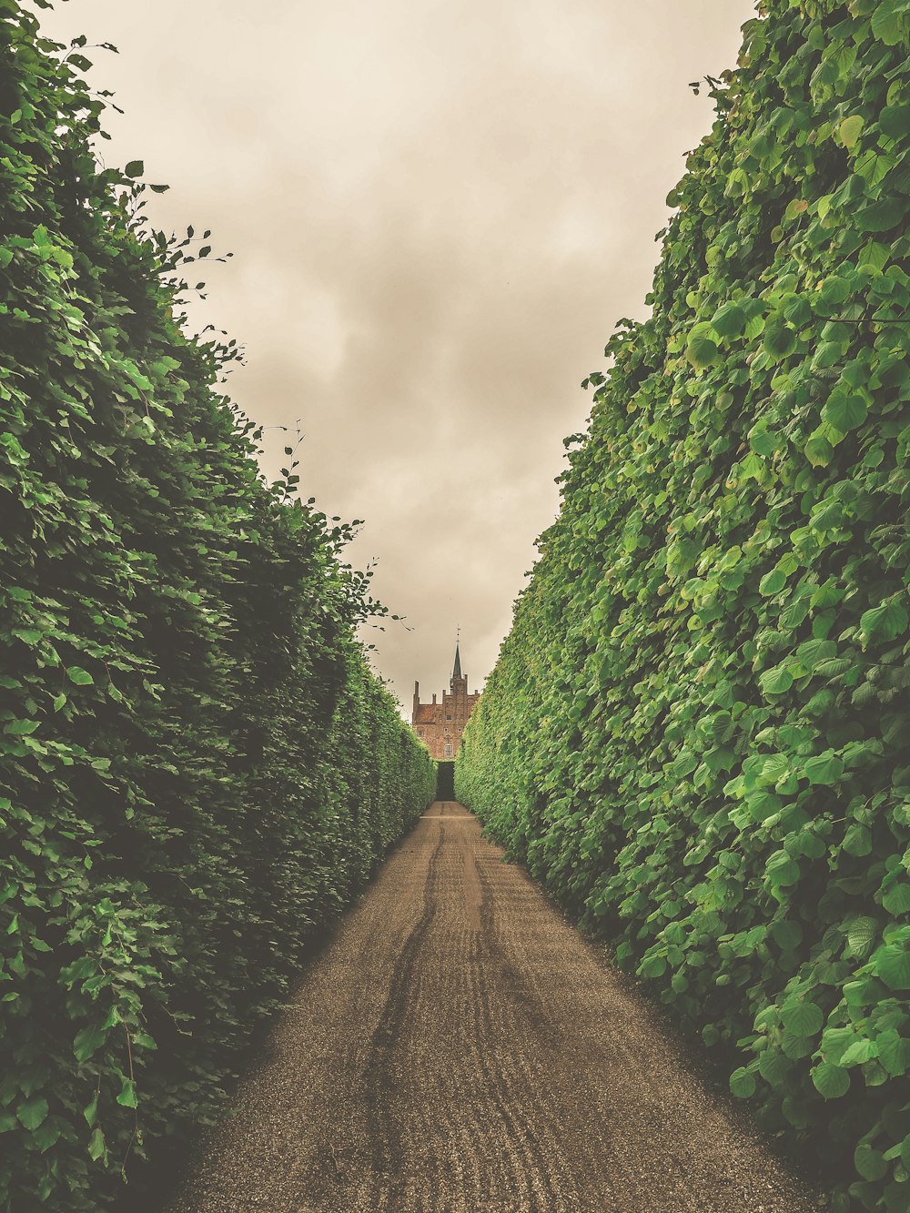 empty walkway between hedges