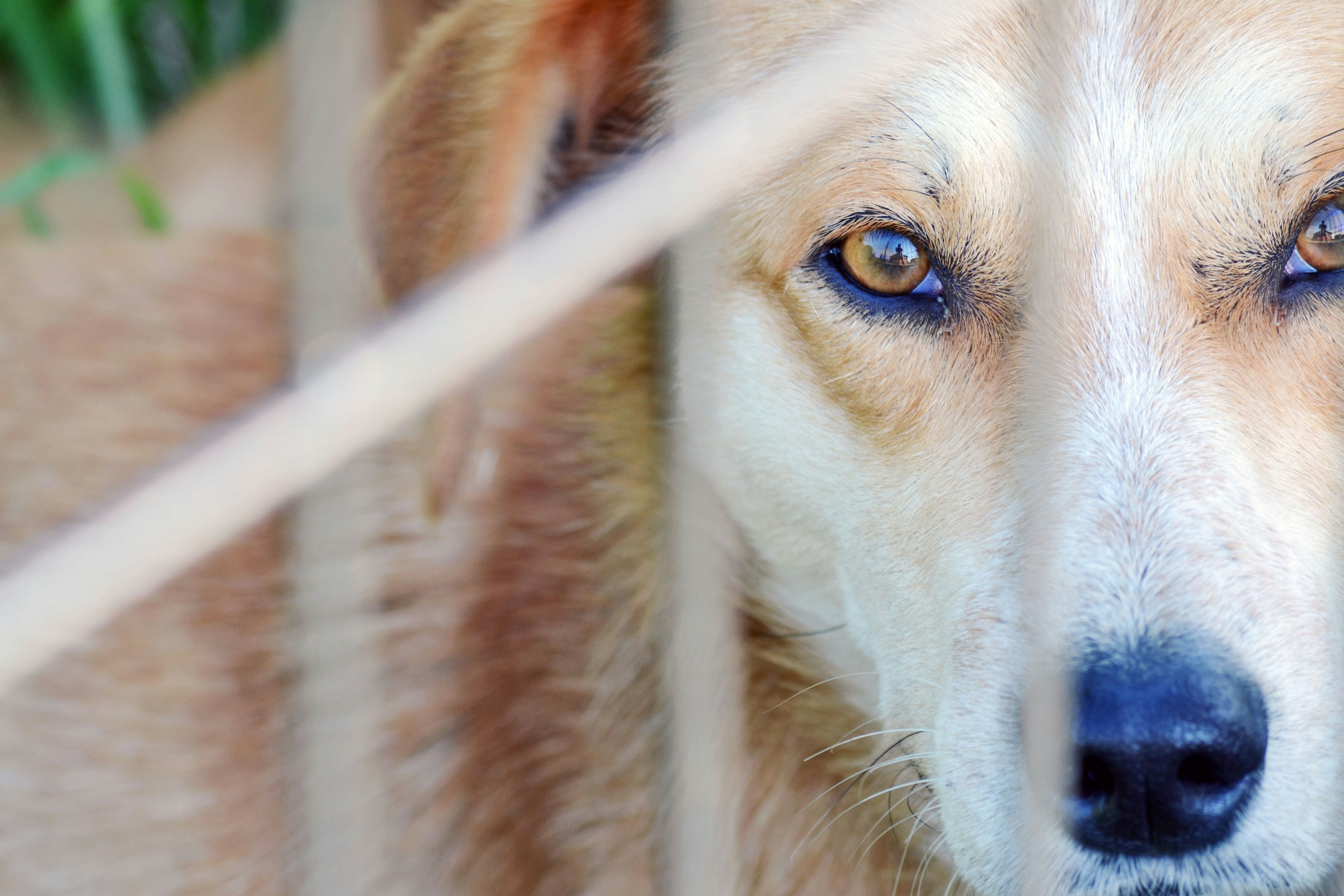 adult yellow Labrador retriever