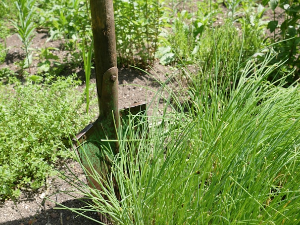 Heavy-duty garden spade standing upright in freshly turned earth.