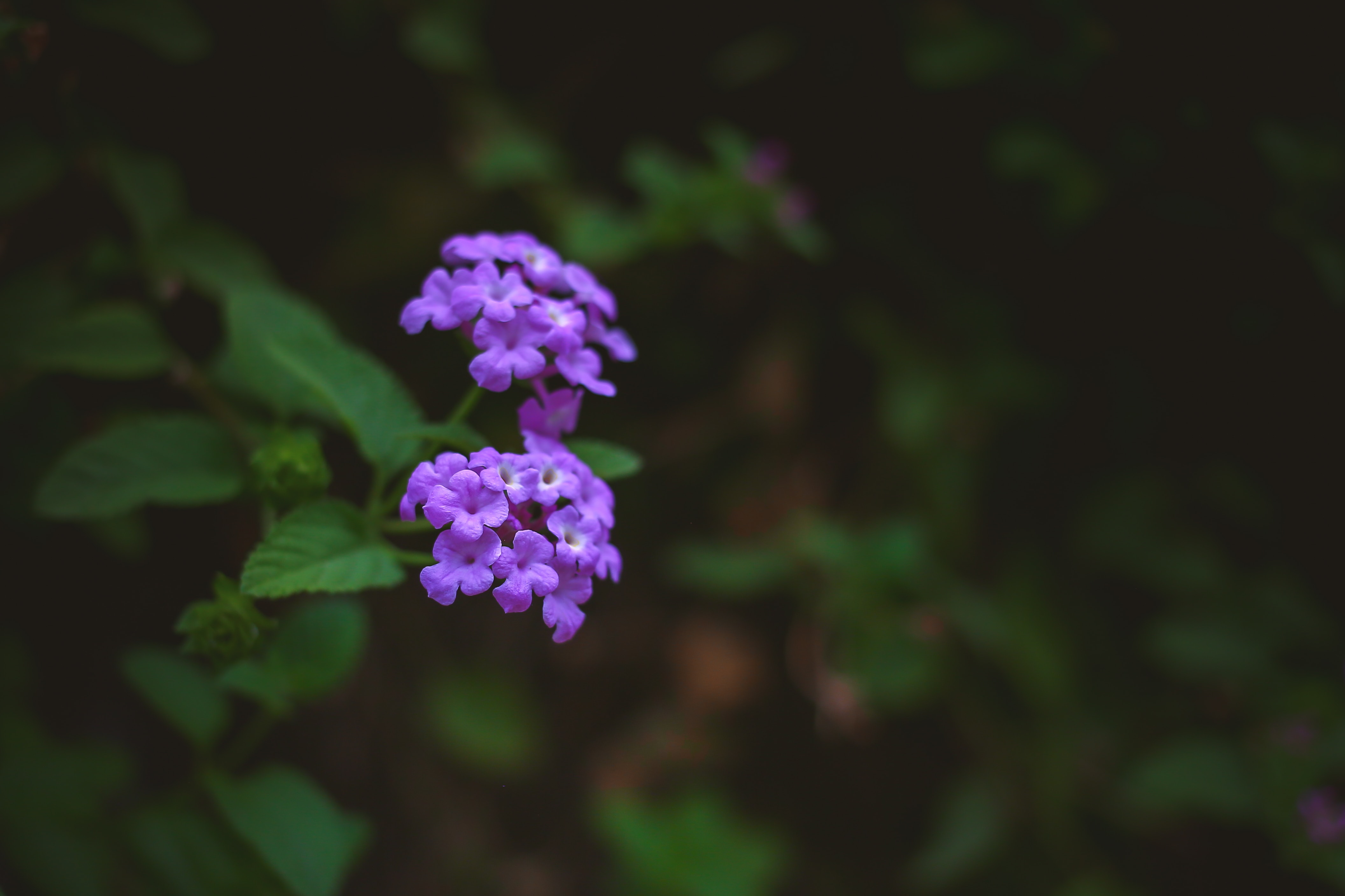 The Origin of Metformin