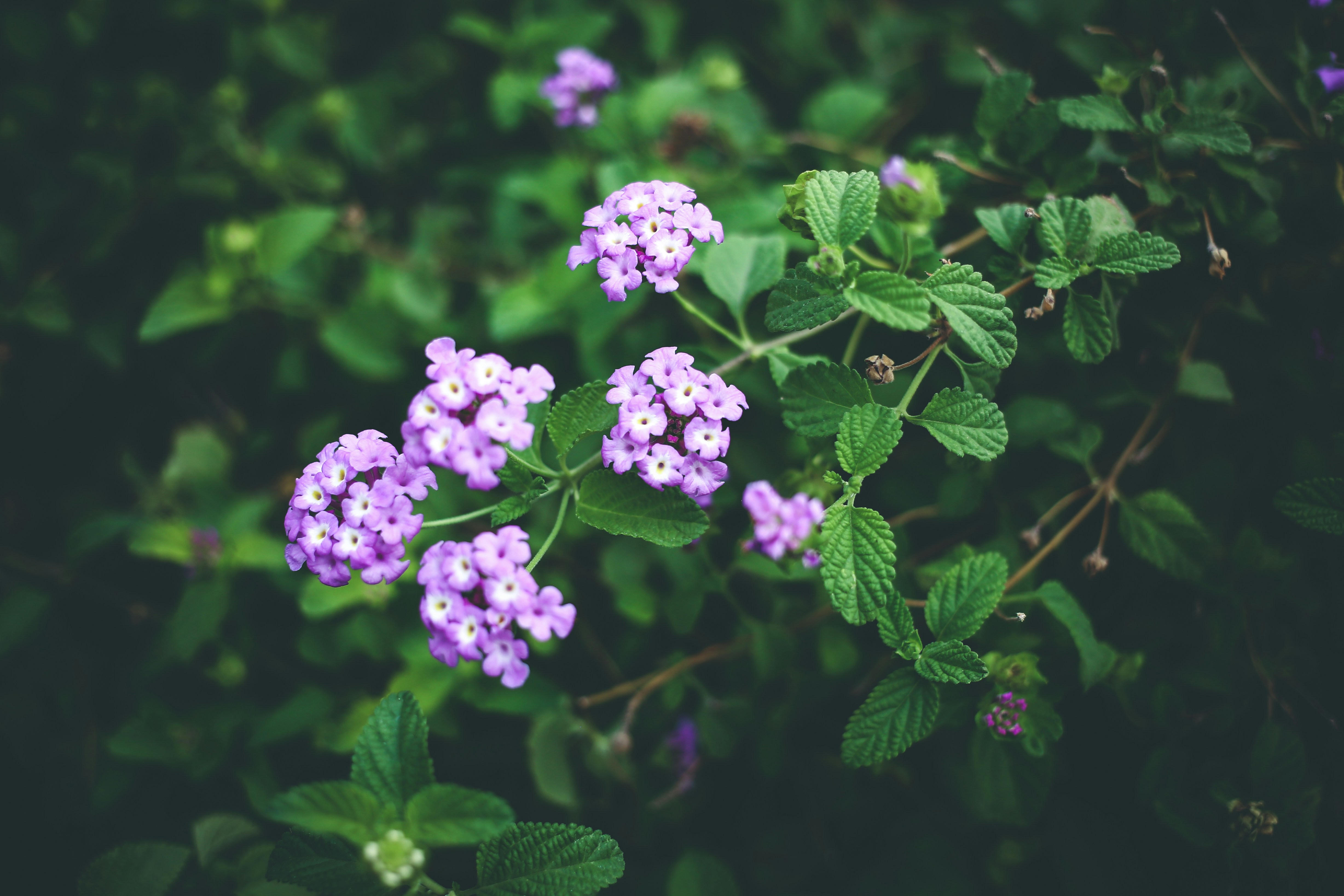 Photo by veecee_photography