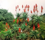 Rows of vibrant aloe vera plants stretching across the farm at sunrise.