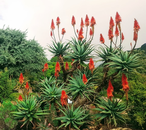 Rows of vibrant aloe vera plants stretching across the farm at sunrise.