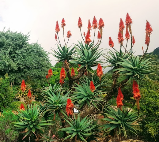Lush green aloe vera plants with red-orange flowers are set against a backdrop of dense, verdant foliage and a partly cloudy sky.