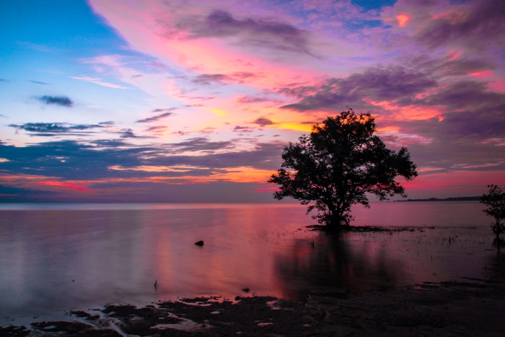 silhouette photography of trees during golden hour