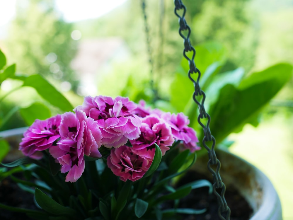 pink petaled flowers