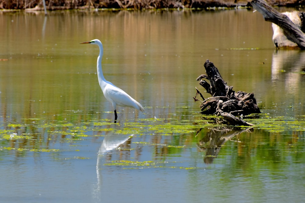 white bird standing on body of water