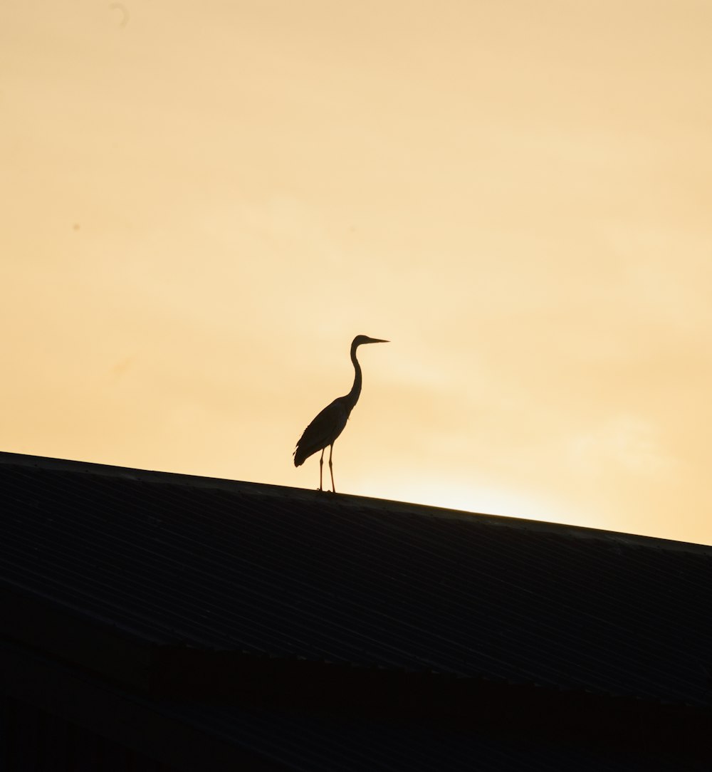 silhouette of bird during golden hour