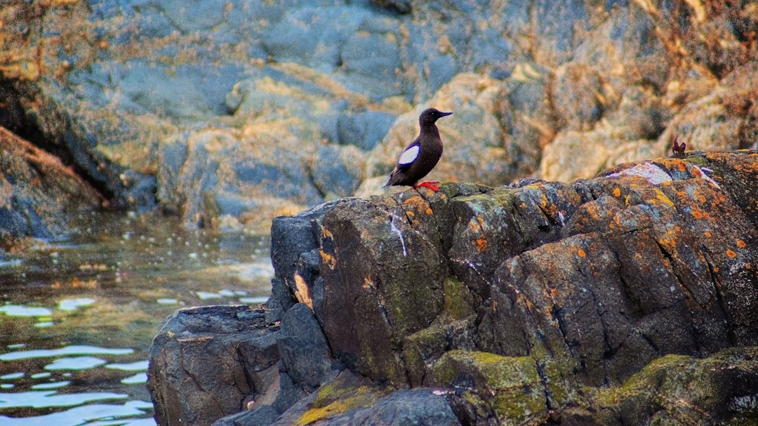 black and white bird standing on rock near water