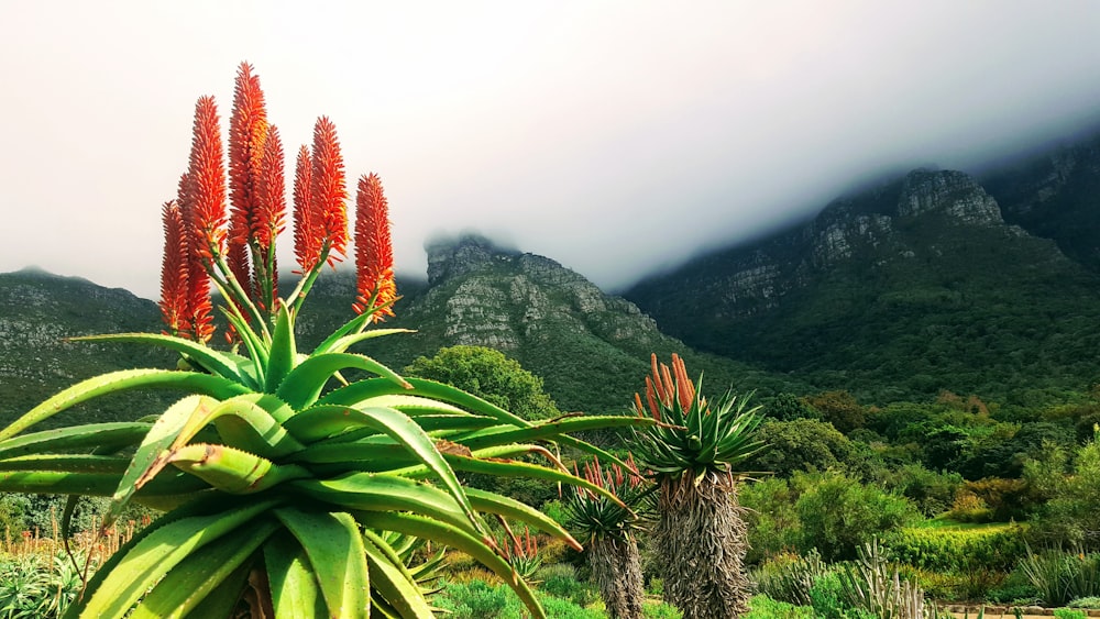 Aloe vera plant in nature