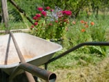 A wooden wheelbarrow filled with soil and gardening gloves beside it.