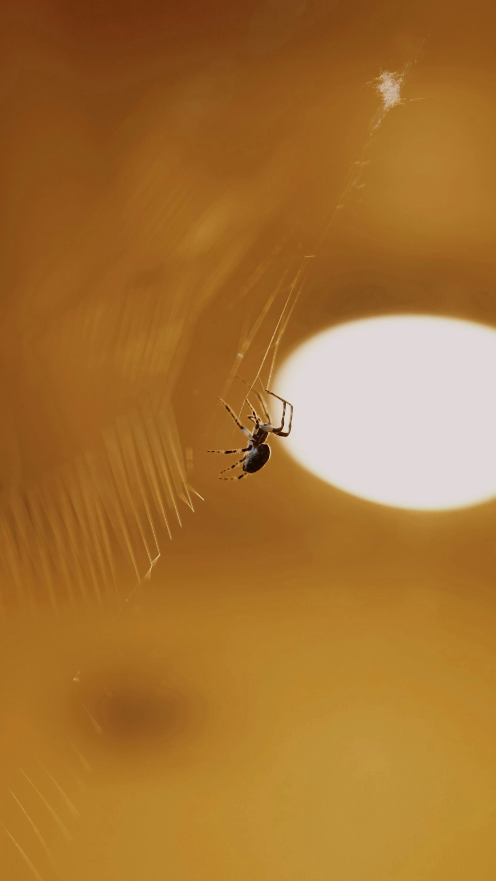 black spider on spider web