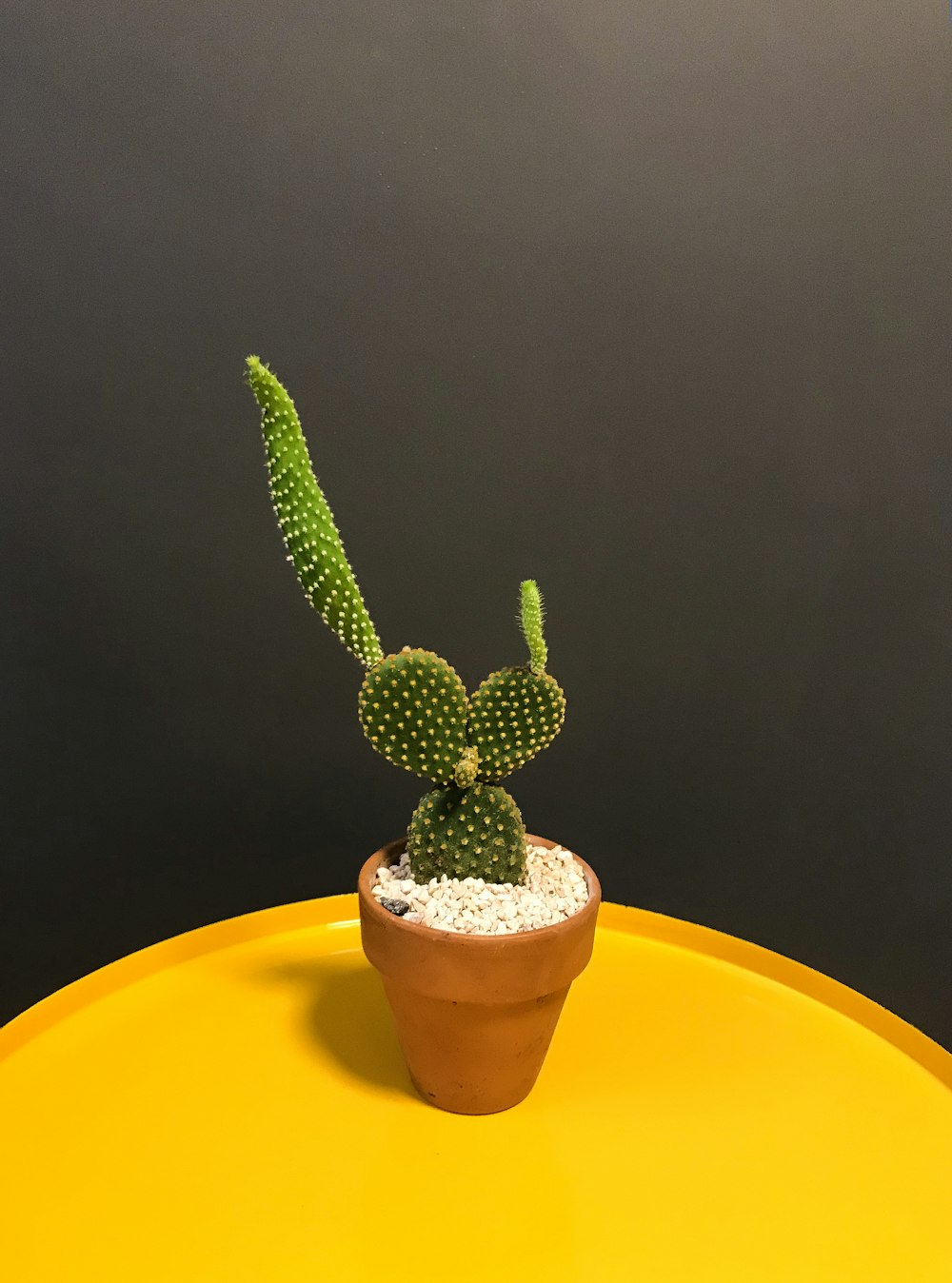 green cactus on brown plant pot