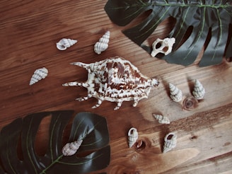 Artistic composition showing textured stones, shells, and feathers arranged on a canvas with earthy and oceanic tones.