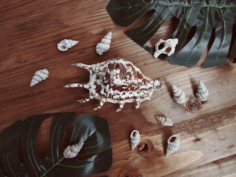 Artistic composition showing textured stones, shells, and feathers arranged on a canvas with earthy and oceanic tones.