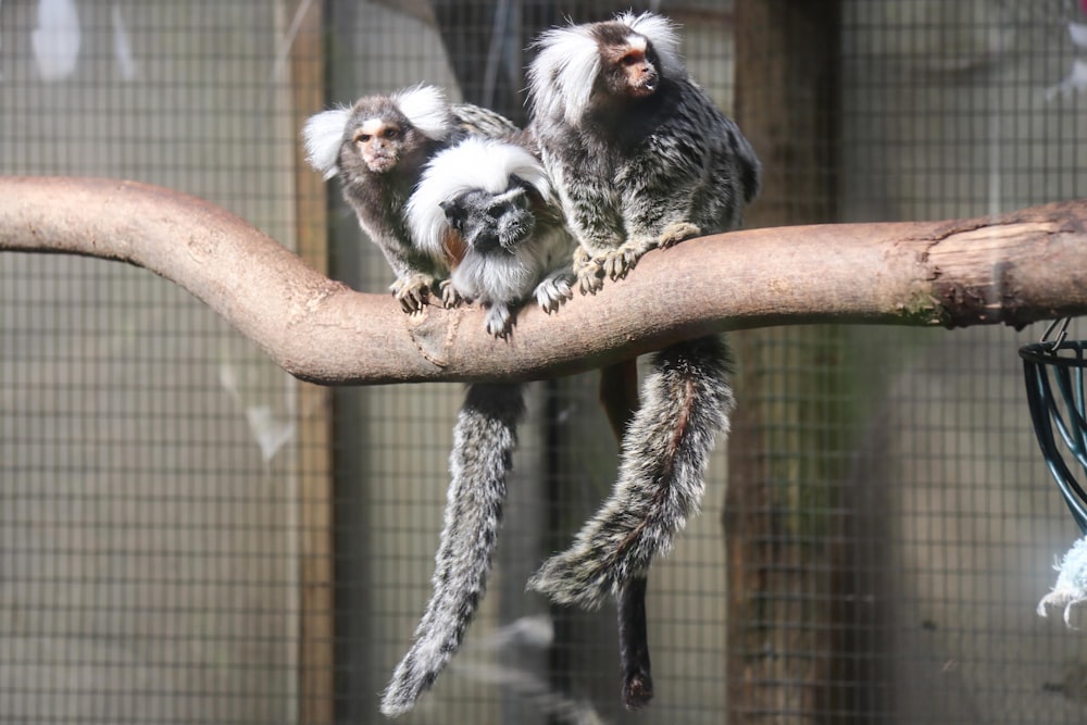 animals in a brown wooden branch during daytime