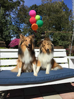 Two happy dogs side by side, one in a floral dress and the other in a striped shirt, posing on a wooden porch.