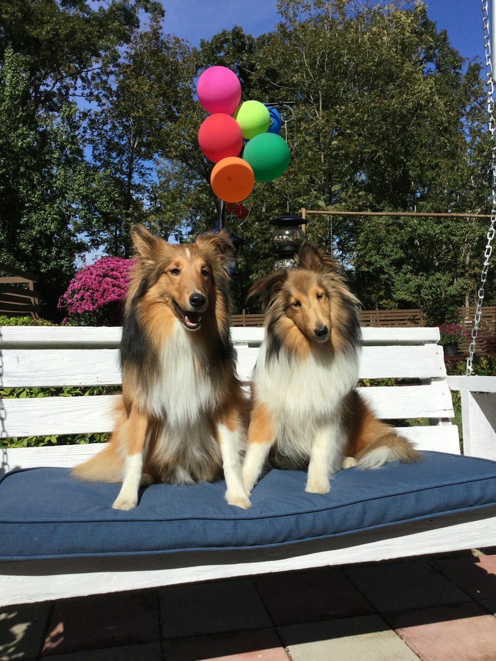 deux chiens à poil long, noir-brun et blanc sur le banc