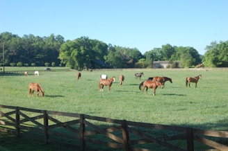 A rustic wooden fence with horses grazing peacefully in the background under a clear blue sky.
