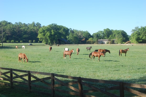 A rustic wooden fence with horses grazing peacefully in the background under a clear blue sky.