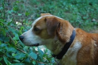 Close-up of a dog intently sniffing a hidden scent container during a workshop.