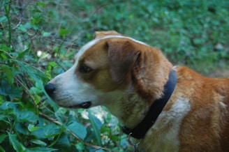 Close-up of a dog intently sniffing a hidden scent container during a workshop.