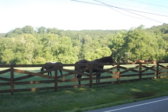 A vibrant image showcasing a variety of horses in a lush green pasture.