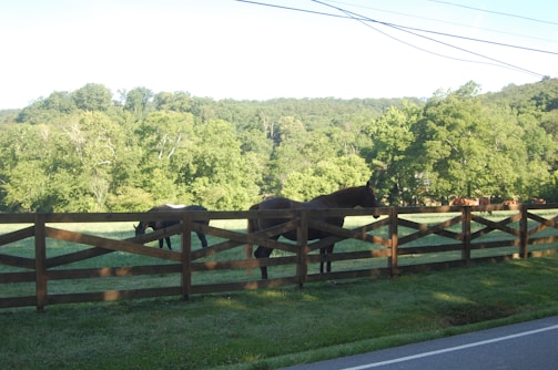 A vibrant image of horses in a lush pasture.
