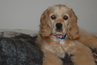 A golden-haired cocker spaniel dog lies comfortably on a dark, textured blanket. The dog has curly ears and an expressive face, wearing a collar with a blue tag. The background is plain, focusing attention on the dog.