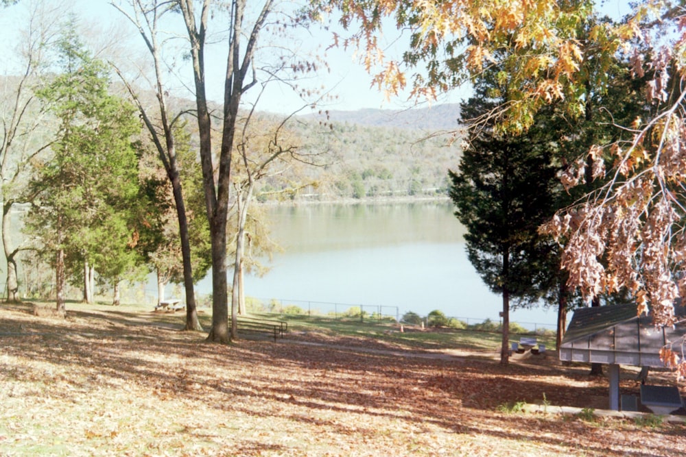 green trees beside body of water